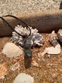 Healing chakra gemstone and orgone necklace, pendant. Meditation, and spiritual, Car mobile protector.