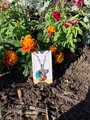 Healing chakra stone nautical shell necklace,pendant, with a 28” silver chain along with a 20-22” adjustable black cord.
