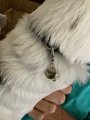Healing clear quartz pet charm, purse pull, pet amulet
