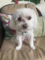 Healing Crystal Pet Charm - Crystal pet jewelry-Rose Quartz Dog Collar Jewelry - Handmade Holistic Protection for Pets & Purses
