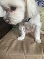 Healing Crystal Pet Charm - Crystal pet jewelry-Rose Quartz Dog Collar Jewelry - Handmade Holistic Protection for Pets & Purses