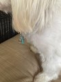 Healing Clear Crystal Pet Collar Charm w/ Flip Flop Accent - Gemstone Accessory for Pets, Purses & Zippers