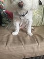Healing Crystal Pet Charm - Crystal pet jewelry-Rose Quartz Dog Collar Jewelry - Handmade Holistic Protection for Pets & Purses