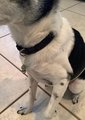 Holiday Pet gift - Healing Charm, Christmas Collar Charms, Unique Gift for Pet Lovers